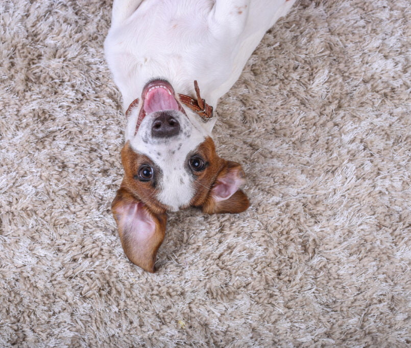 Cute dog laying on the carpet